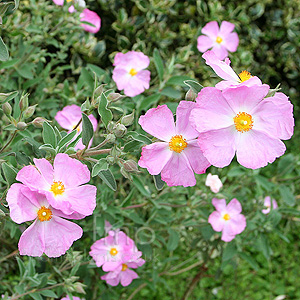 Cistus X argenteus - 'Peggy Sammons' (Rock Rose)