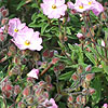 Cistus X skanbergii - Rock Rose