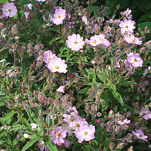 Cistus X skanbergii (Rock Rose)