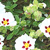 Cistus Snowfire - Rock Rose