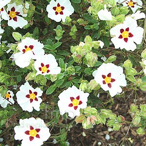 Cistus Snowfire (Rock Rose)