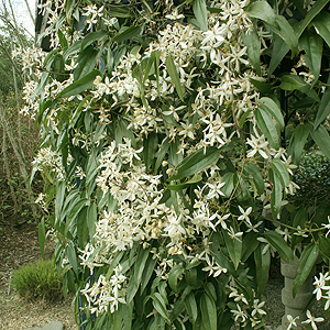 Clematis armandii