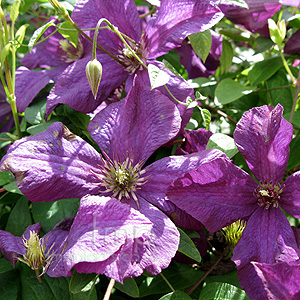 Clematis - 'Abundance'