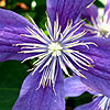 Clematis - Arabella - Herbaceous Clematis