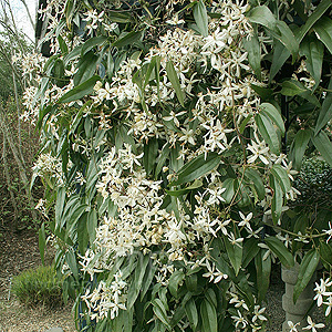 Clematis armandii (Evergreen Clematis)