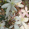 Clematis armandii - Apple Blossom