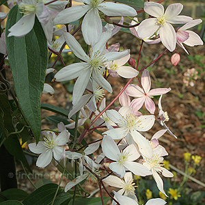 Clematis armandii - 'Apple Blossom'