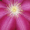 Clematis - click for full details