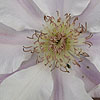 Clematis - Chantilly
