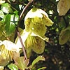 Clematis cirrhosa - Balearica