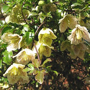 Clematis cirrhosa - 'Balearica'