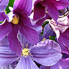Clematis durandi - click for full details