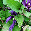 Clematis petit faucon - Evisix