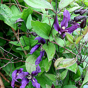 Clematis petit faucon - 'Evisix'