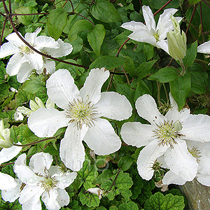 Clematis - 'John Huxable'