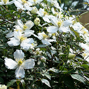 Clematis montana (Virgin's Bower)