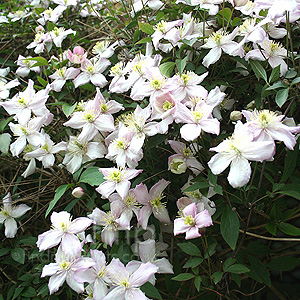 Clematis montana - 'Rubens'