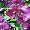 Clematis Perle D Azur