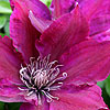 Clematis - click for full details