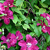 Clematis - Rouge Cardinal - Clematis