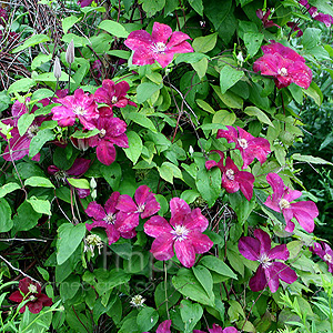 Clematis - 'Rouge Cardinal' (Clematis)