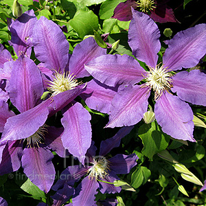 Clematis - 'The Vagabond' (Clematis)