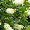 Clethra alnifolia