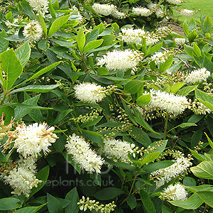 Clethra alnifolia