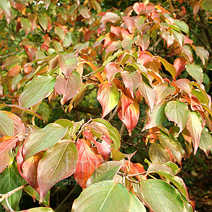 Clethra monostachya