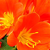 Clivia miniata - Bush Lily, Clivia