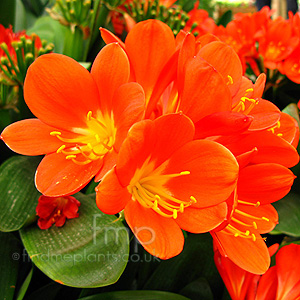 Clivia miniata (Bush Lily, Clivia)