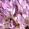 Colchicum speciosum - Autumn crocus