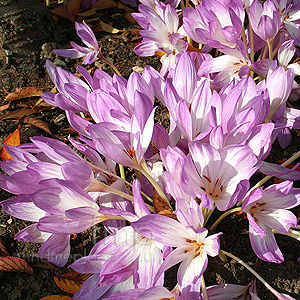 Colchicum speciosum (Autumn Crocus)