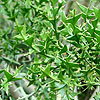 Colletia paradoxa