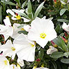 Convolvulus cneorum - Convolvulus