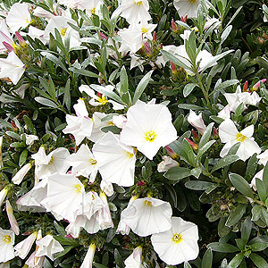 Convolvulus cneorum (Convolvulus)