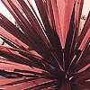 Cordyline australis - click for full details