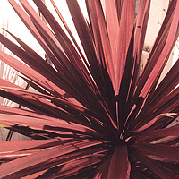 Cordyline australis - 'Purpurea' (Cabbage Tree)