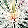 Cordyline australis - Torbay Dazzler - Cabbage Tree