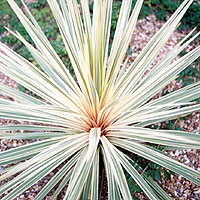 Cordyline australis - 'Torbay Dazzler (Cabbage Tree)