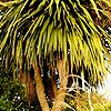 Cordyline australis - Cordyline, Cabbage, Palm