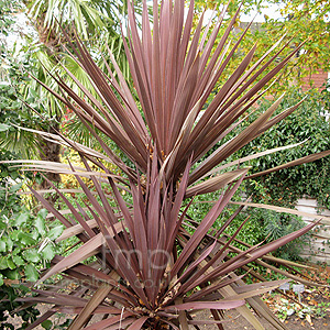 Cordyline australis - 'Red Sensation' (Cordyline, Cabbage Tree)