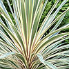 Cordyline australis - Torbay Dazzler - Cabbage Tree