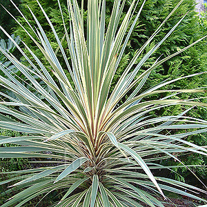 Cordyline australis - 'Torbay Dazzler (Cabbage Tree)