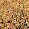 Cornus sanguinea - Winter Beauty
