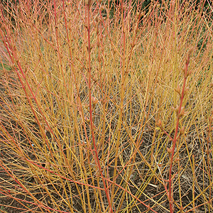 Cornus sanguinea - 'Winter Beauty'