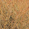 Cornus sanguinea - Midwinter Fire