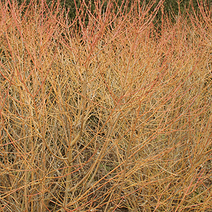 Cornus sanguinea - 'Midwinter Fire'
