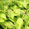 Cornus alba - Aurea - Golden Dogwood