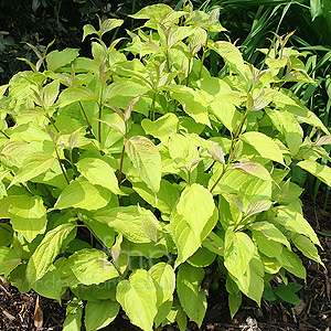 Cornus alba - 'Aurea' (Golden Dogwood)